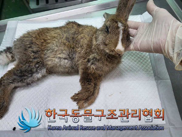 종료(자연사) 토끼…